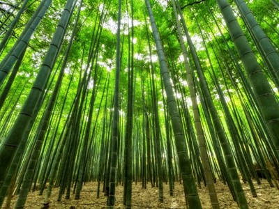 Bambu Nedir?